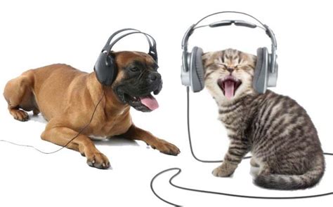 Do Animals Enjoy Music? A Multi-layered Exploration of the Subject